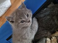 BKH Babykatze - Lahr (Schwarzwald)