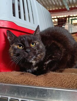 Momo aus dem Tierschutz - Grevenbroich