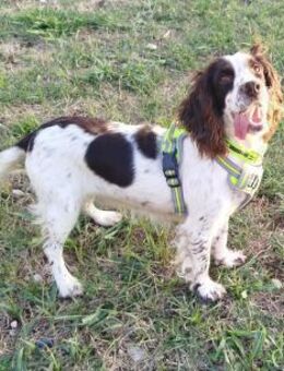 DREAMY 💜💜💜 SUCHT LIEBHABER - Herxheim (Landau)