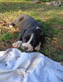 American Bully Welpen in 66802