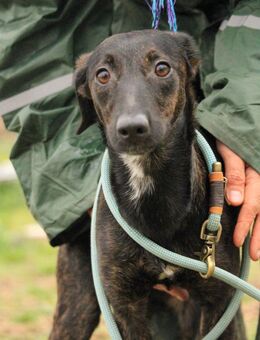 Lucia-VA, liebevolles Zuhause gesucht - Neustadt (Rübenberge)