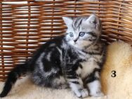 BKH Kitten Reinrassig mit Stammbaum aus vereinsangehörige Zucht - Walldürn
