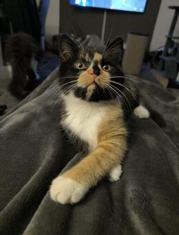 Exotic Shorthair Mix Katze (10 Monate) - Waldbreitbach