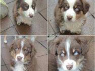 Australian Shepherd Welpen Rüden - Crimmitschau