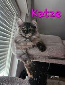 4 lebhafte Maine Coon Kätzchen in 65428