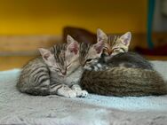 Zuckersüße Kitten BKH-Mix - Florstadt