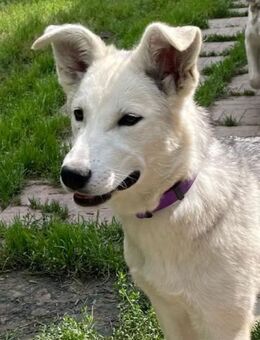 Lustige BEMBI sucht eine aktive Familie - Bad Bevensen