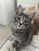 Verschmustes Ragdoll-Mix Katzenmädchen sucht ihr Für-immer-Zuhause in 03051