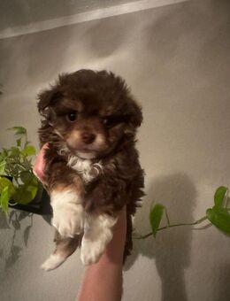 Chihuahua/Zwergspitzwelpen - Landesbergen