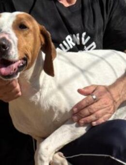 Jaron 💗 aktiv, intelligent & so lieb! - Hamburg