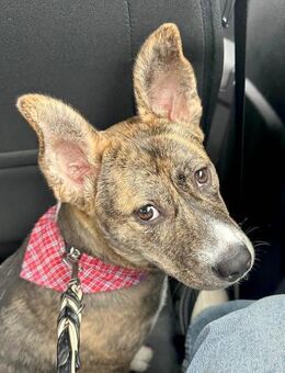 Kormy neugierig und lernbereit - Dittelbrunn