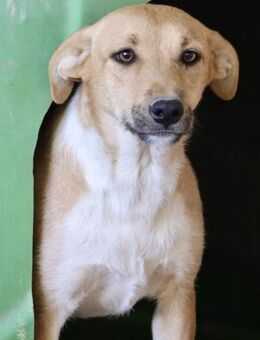 Nuria, zurückhaltend, freundlich - Westerholt