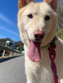 Traumhund Booyong sucht sein Zuhause!♥ - Ebstorf (Klosterflecken)