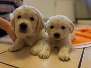 nur noch 2 golden Retriever Welpen weiß - Annaberg-Buchholz Zentrum