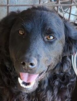 GONZALES🩵agiler, neugieriger Wirbelwind - Hamburg