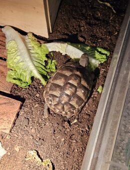 Griechische Landschildkröten - Kaufungen