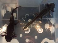 Axolotl Nachwuchs - Hamburg