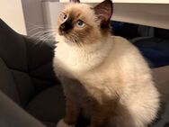 Ragdoll Mädchen reinrassig 5 Monate alt - Marl (Nordrhein-Westfalen)