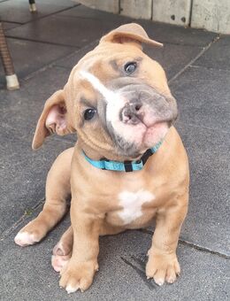 Old English Bulldog Rüde - Fambach