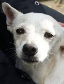 Oscar, verspielt, offen, verschmust - Westerholt