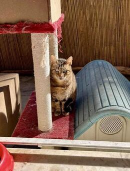 Mokki aus dem Tierschutz - Grevenbroich