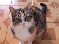 Herzliches Katzenmädchen Malaga - Karlsruhe