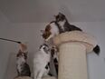 Maine Coon Kitten Ende Juli auszugsbereit in 18069