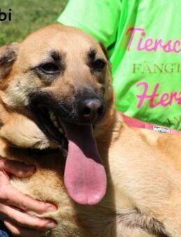 Rubi vier Pfoten, ein Herz und ... - Kissing