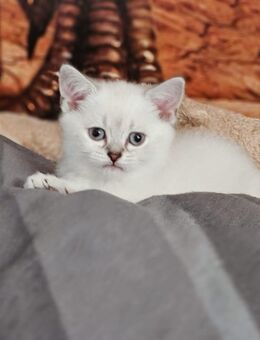 Süße BKH Kitten - Dortmund