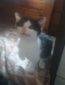 Babykatzen - Grabfeld