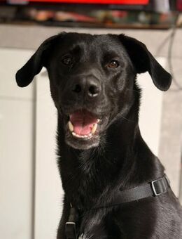 Labrador Mischling sucht tolle Leute - Bergkamen