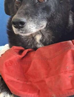 Coco sanfte Seniorin - Koblenz