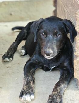 Bobby, fröhliches Hundekind - Köln