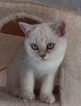 Britisch kurzhaar Kitten männlich mit Stammbaum - Forchheim (Baden-Württemberg)