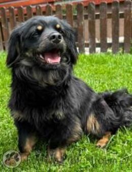 NELLA - 30 cm, verschmust - Linden (Hessen)