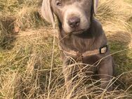 Labrador Silver junghund - Dinslaken