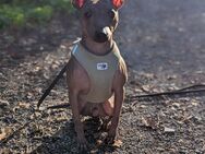 American hairless Terrier Rüde von 2019 sucht... - Kleve (Nordrhein-Westfalen)