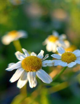 Samen ECHTE STRANDKAMILLE (Tripleurospermum maritimum) heimische Wildstaude Naturgarten - Cottbus