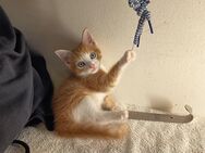Zuckersüßer Baby Kater aus Hausgeburt & besten Verhältnissen - Heidgraben