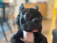 Französischer Bulldog, männlich - Bonn
