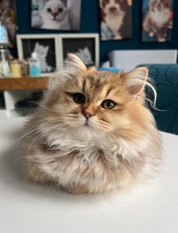 🐱🧸 Britisch Langhaar & Kurzhaar – Kuschelalarm garantiert! 🧸🐱 - Berlin