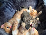 4 kleine Kätzchen suchen ein neues Zuhause - Olfen