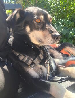 Milo sucht ein neues Zuhause - Sehmatal