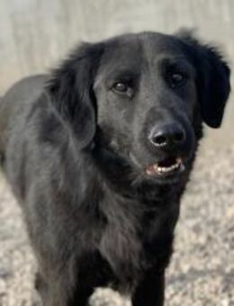 Blacky startklar für seine Menschen - München