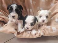 ❤️Biewer Yorkshire Terrier-Welpen ❤️(golden dust)und dreifarbig - Bad Frankenhausen (Kyffhäuser)