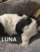 Verkaufe 2 Welpen ab der 12 Woche in 52525