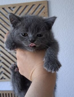 BKH Kitten - Ahlen