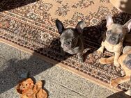 Französische Bulldoggen-Welpen – bereit für ein liebevolles Zuhause! 🐾 - Berlin