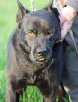 Kiono - zutraulich u. umgänglich - Lohra