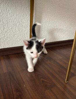 2 Kitten suchen für immer Zuhause! - Sehnde Zentrum